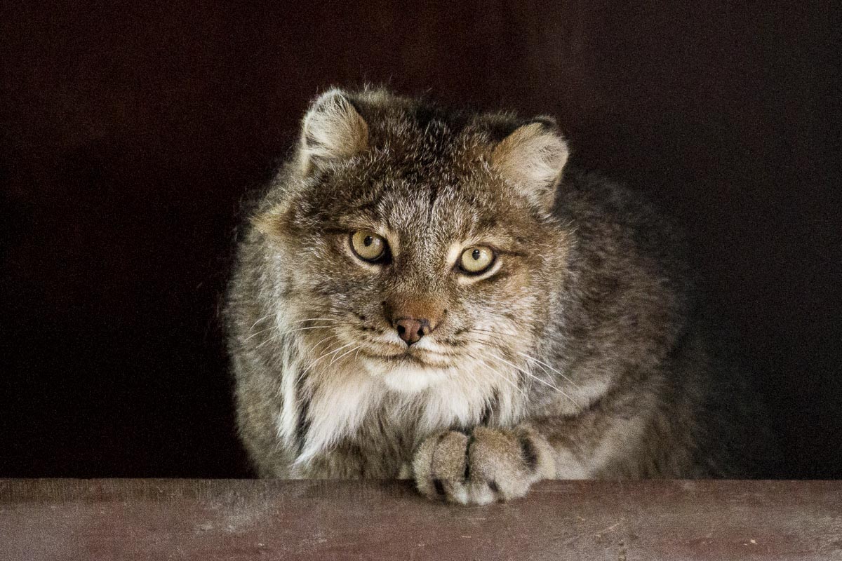 Alaska - Alaskan Wildlife Conservation Centre, Lynx - June 26, 2016