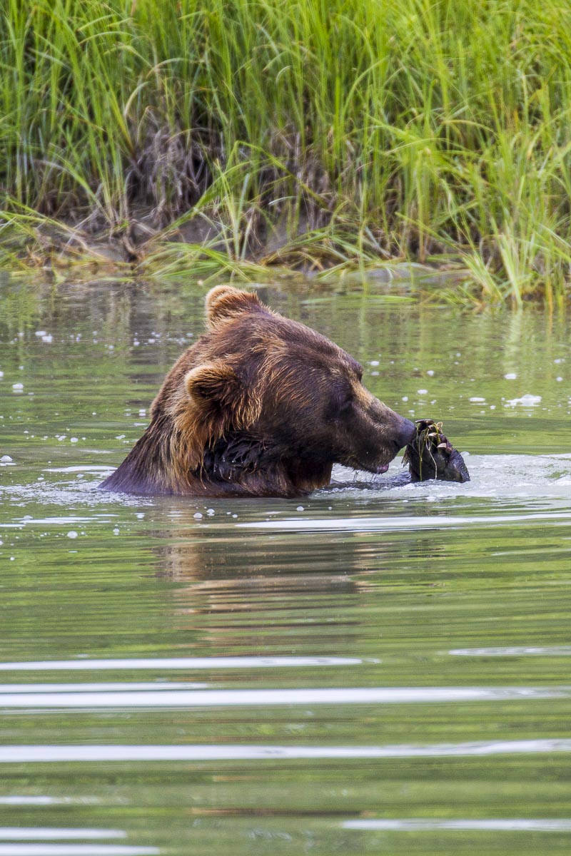 Alaska - Alaskan Wildlife Conservation Centre, Brown Bear - June 26, 2016
