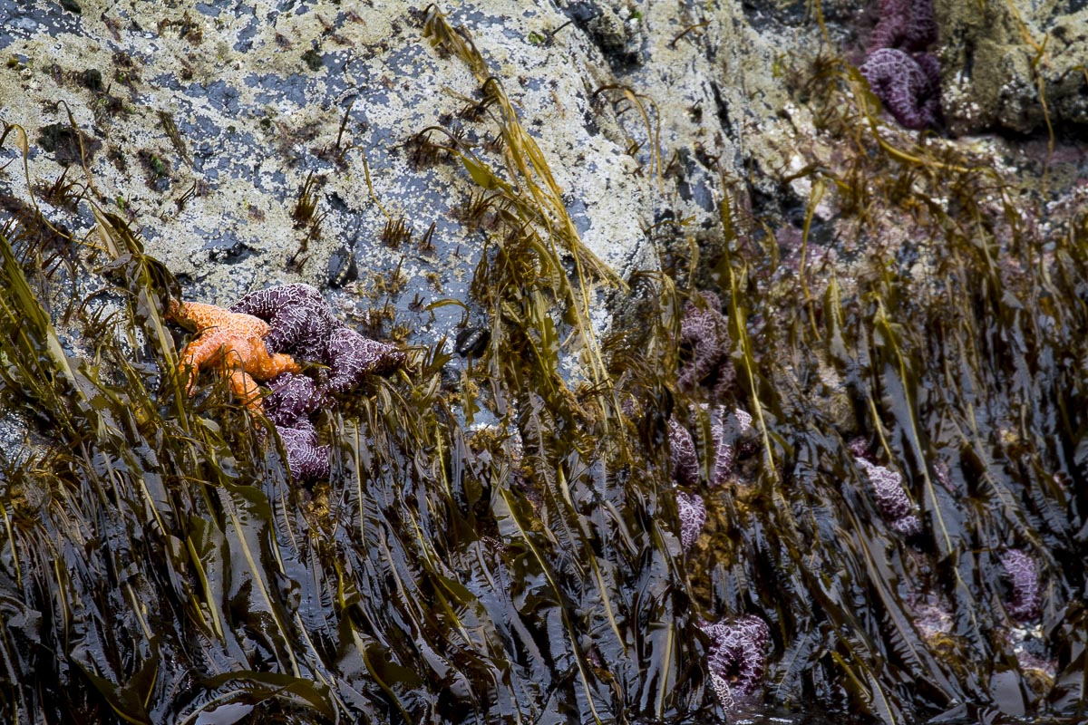 Alaska - Kenai Fjords, Resurrection Bay Sea Stars - June 23, 2016