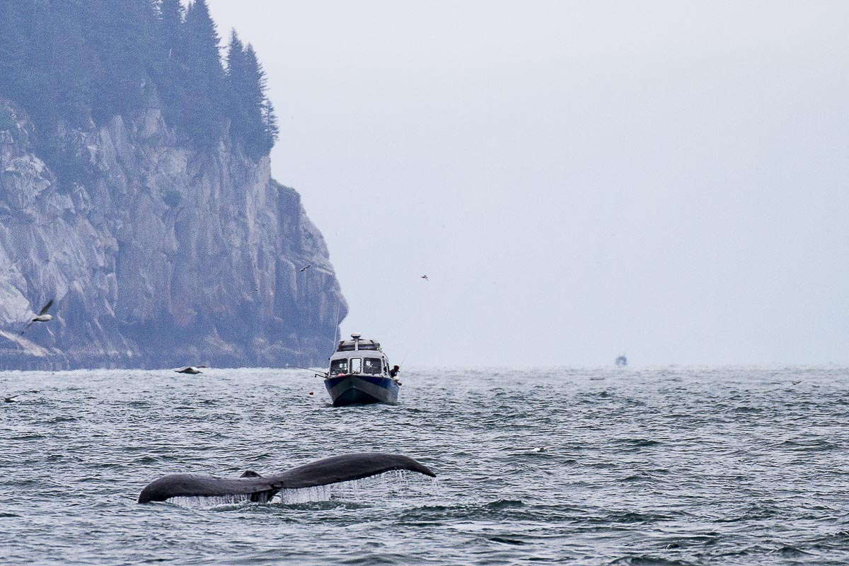 Alaska - Kenai Fjords, Resurrection Bay, Whale Fluke And Fishing Boat - June 23, 2016