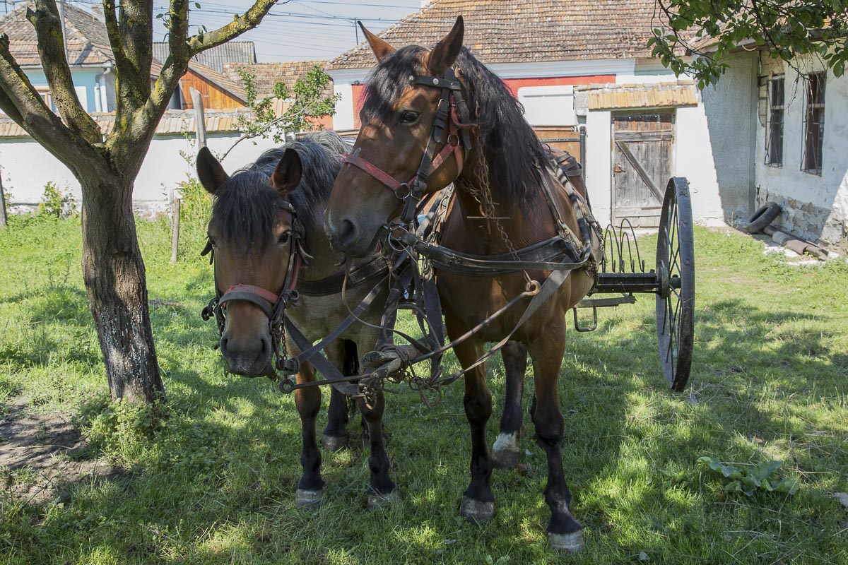 Romania - Mikslosvar, Blacksmith's Horses - June 24, 2015