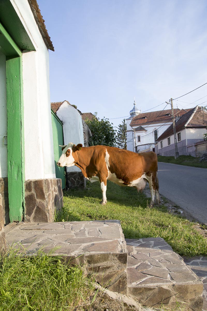 Romania - Mikslosvar, Cows Returning - June 23, 2015