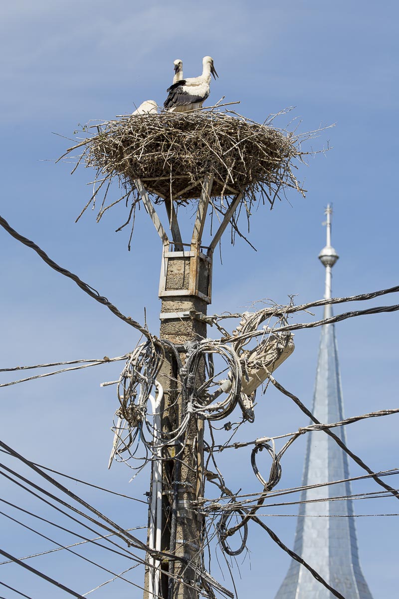 Romania - Village Stork's Nest - June 23, 2015