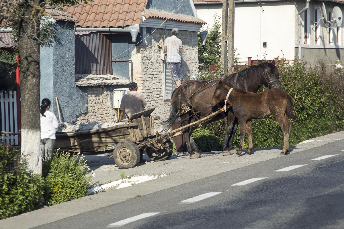 Romania - Cart Mare And Foal - June 22, 2015