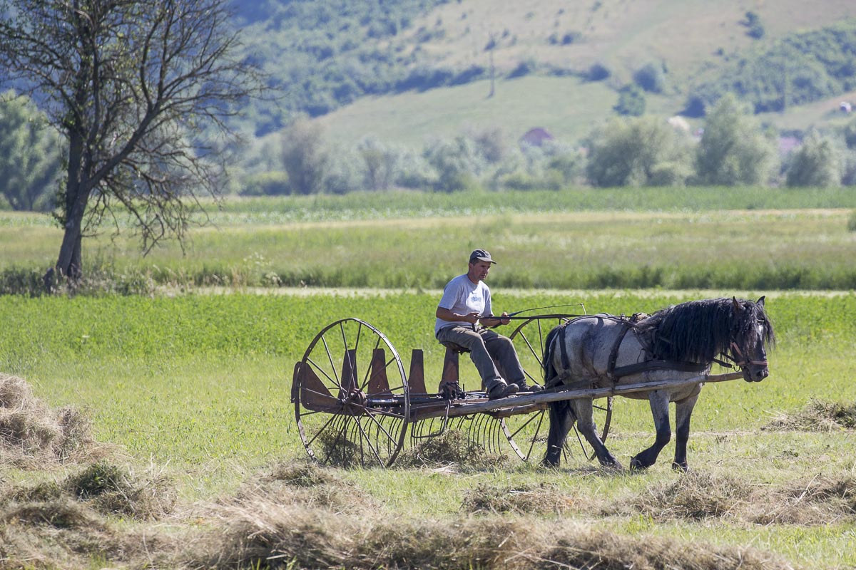 Romania - Harvesting The Old Way - June 23, 2015