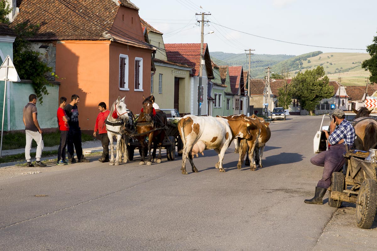 Romania - Cows Returning - June 22, 2015