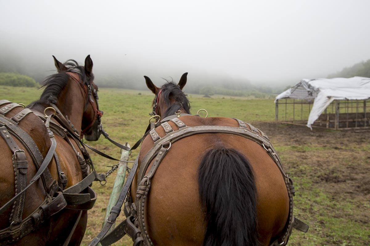 Romania - Zalanpatak Cart Ride - June 25, 2015