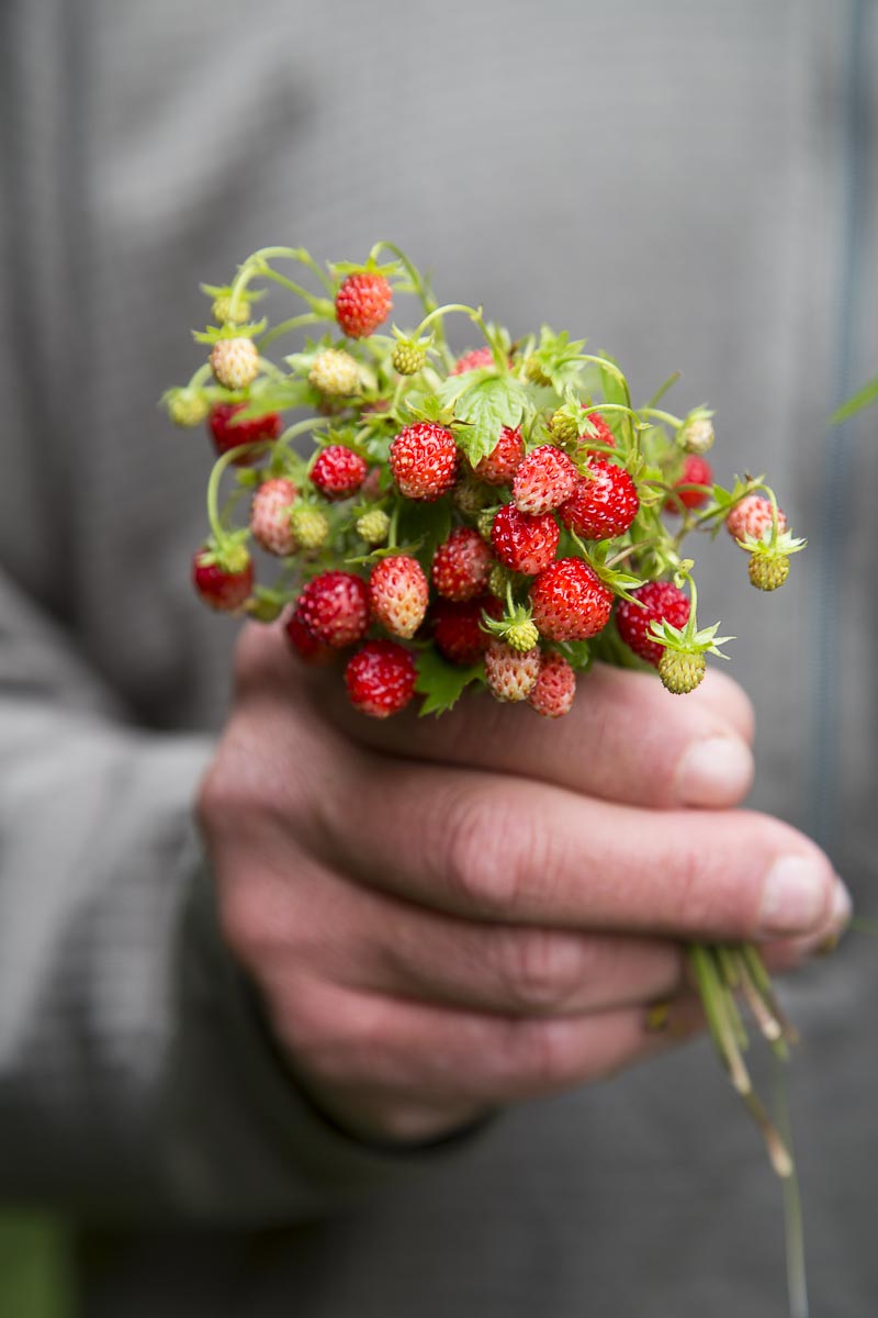 Romania - Zalanpatak Wild Strawberries - June 25, 2015