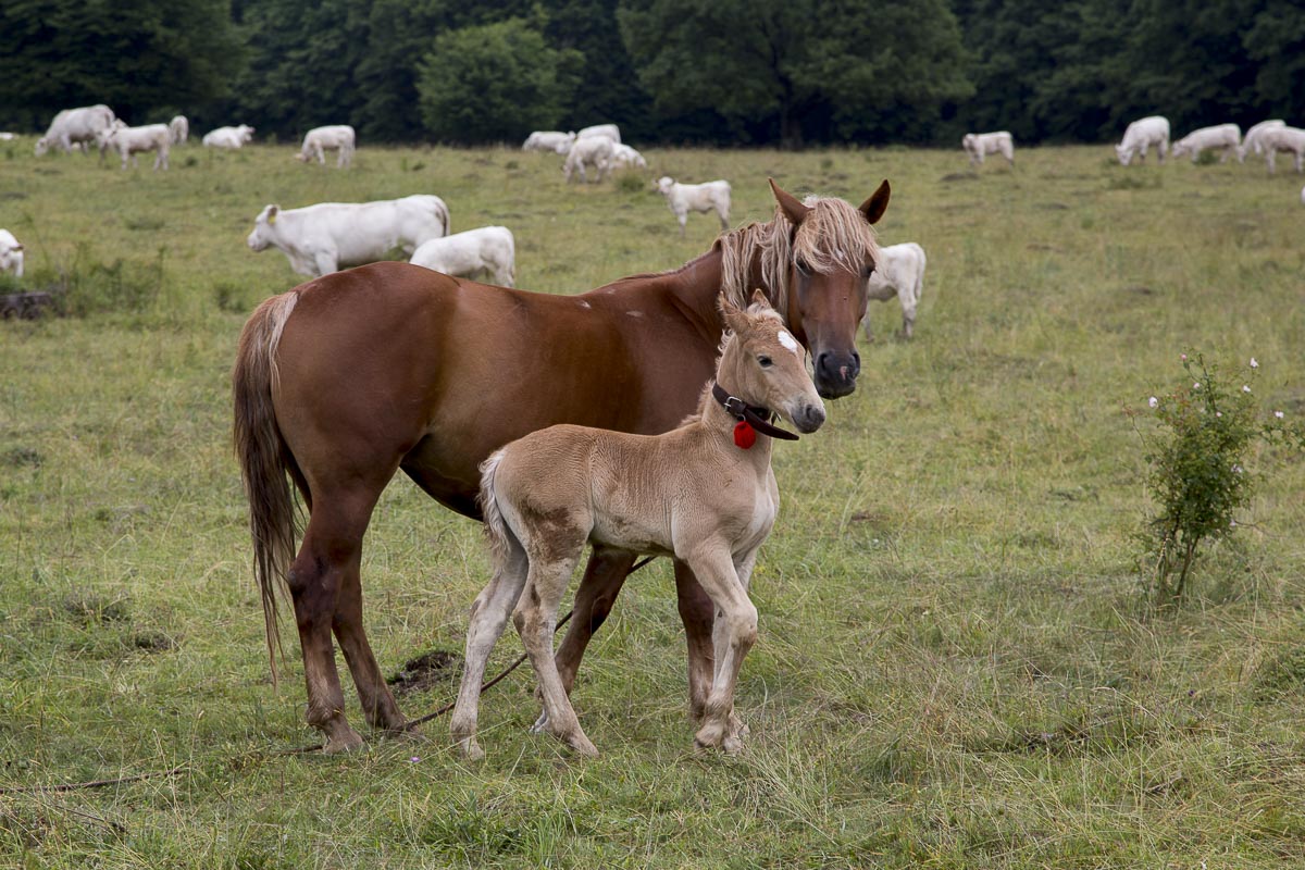 Romania - Zalanpatak Mare And Foal - June 25, 2015