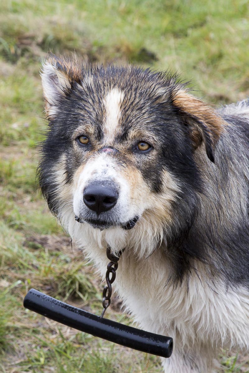 Romania - Zalanpatak Sheep Dog - June 26, 2015