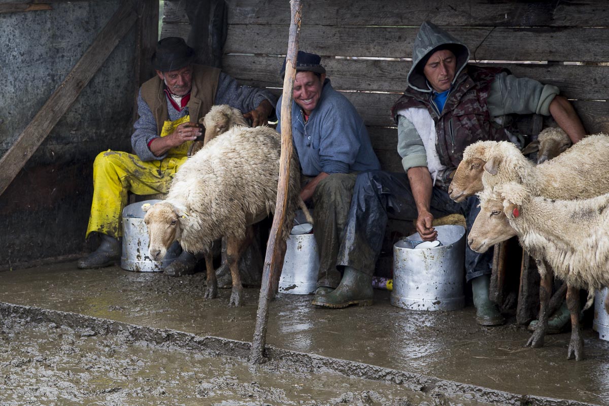 Romania - Zalanpatak Shepherds Milking - June 26, 2015