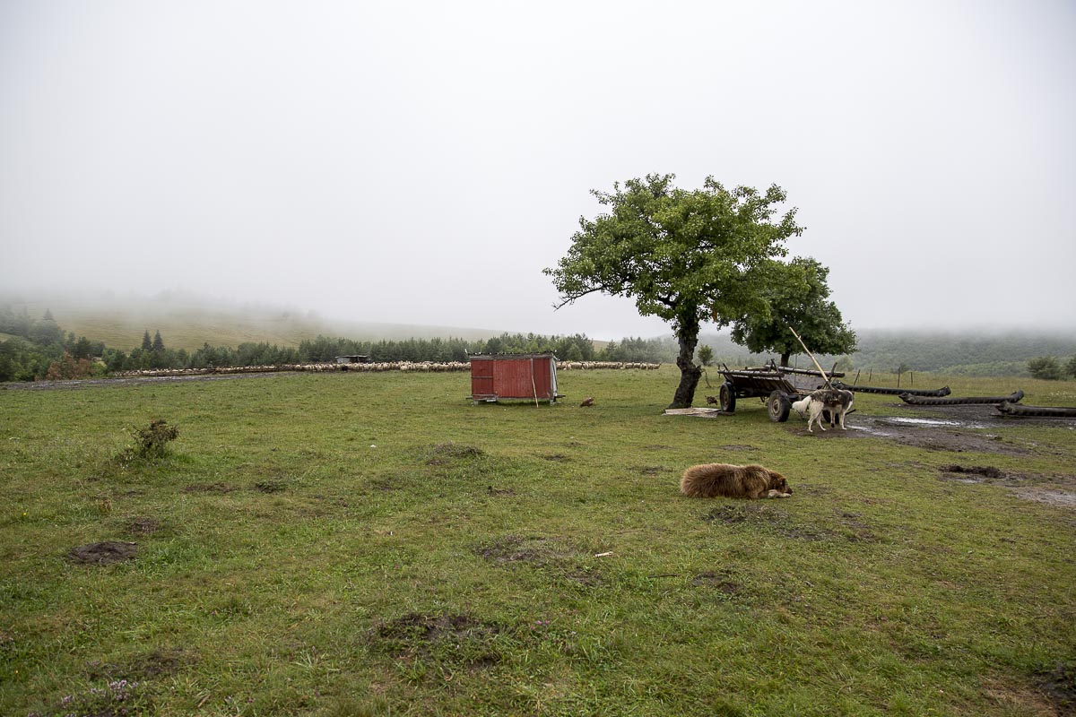 Romania - Zalanpatak Sheep Farm - June 26, 2015