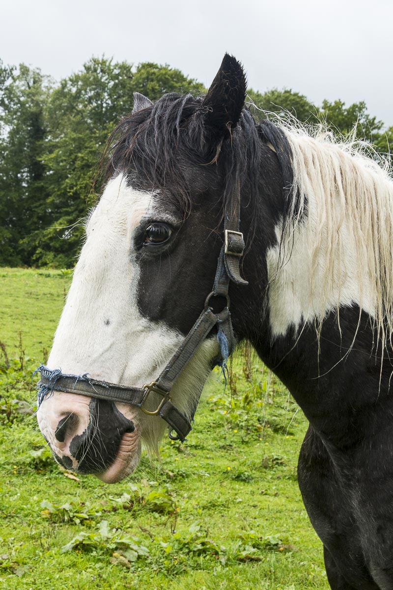 Hadrian’s Wall Walk - August 16, 2011