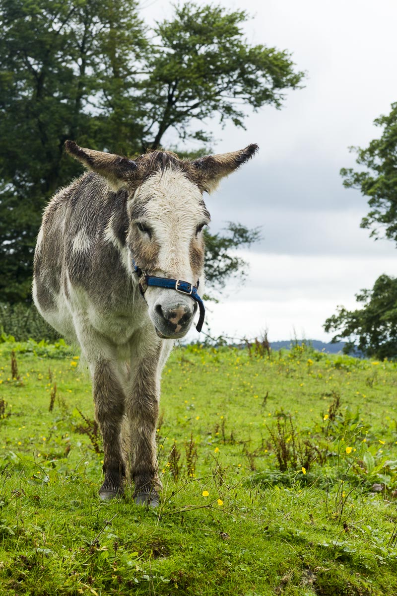 Hadrian’s Wall Walk - August 16, 2011