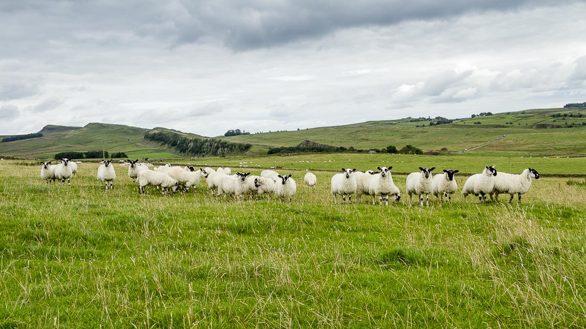 Hadrian’s Wall Walk - August 17, 2011