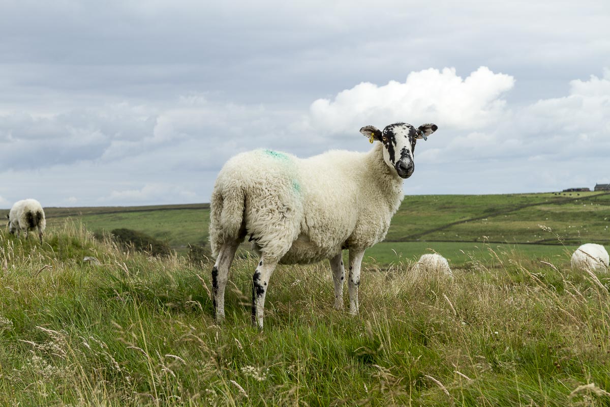 Hadrian’s Wall Walk - August 17, 2011