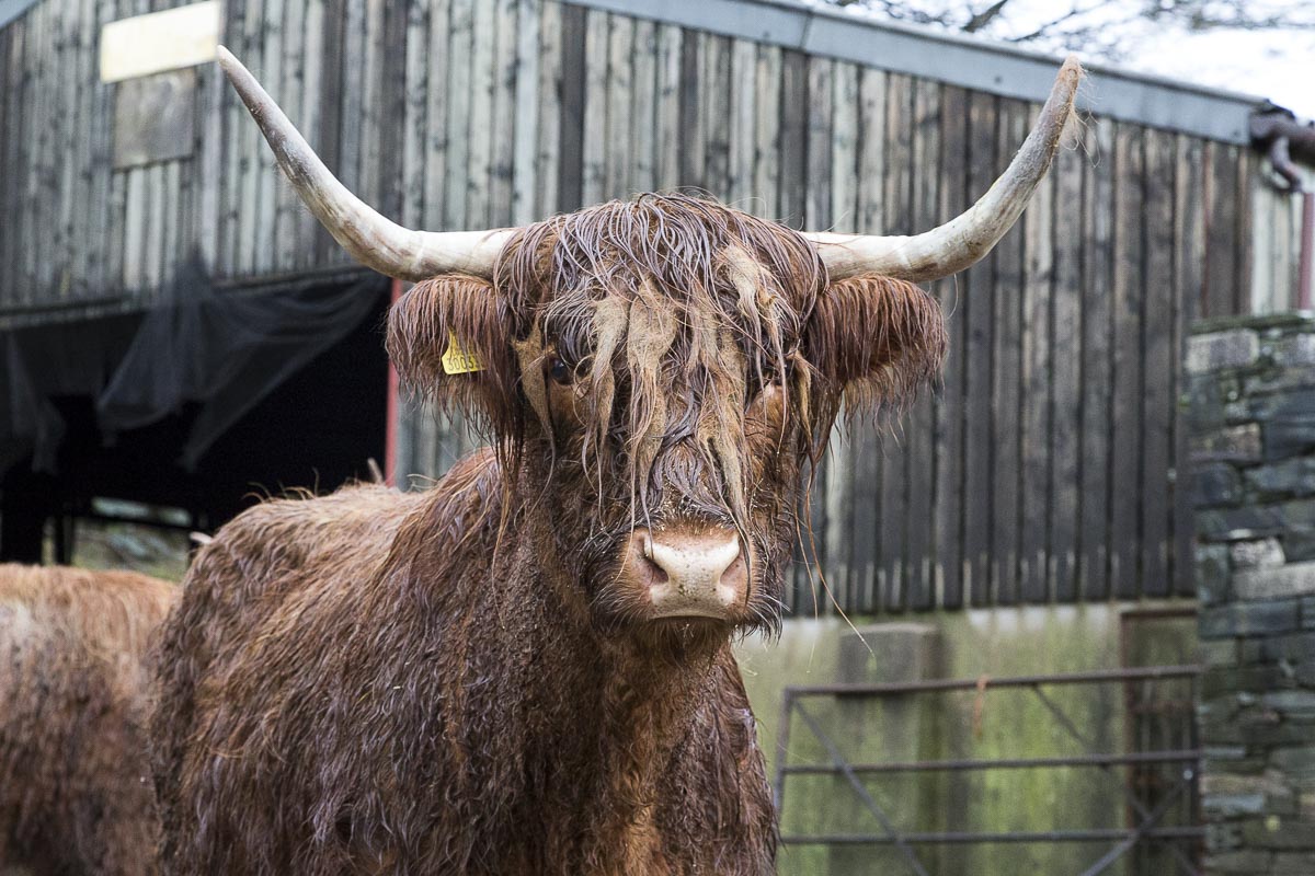 Lake District - Sweden Bridge Walk - January 23, 2014