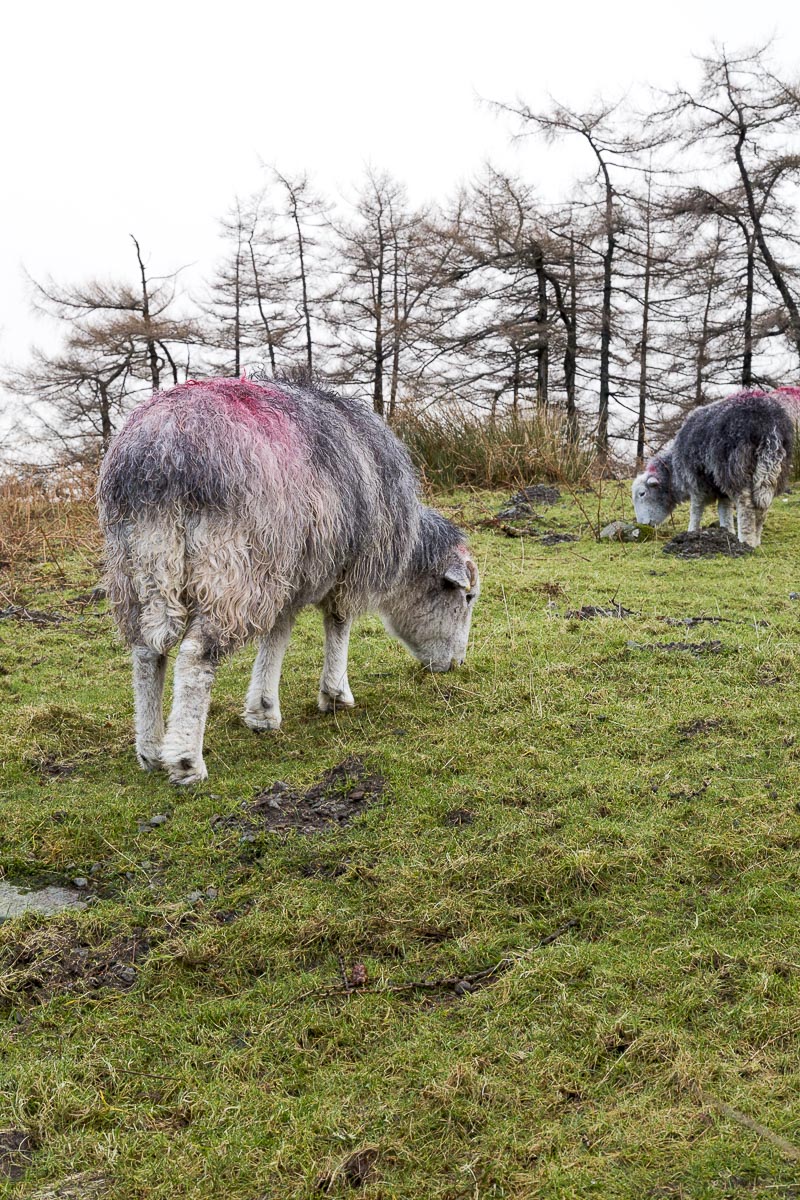 Lake District - Sweden Bridge Walk - January 23, 2014
