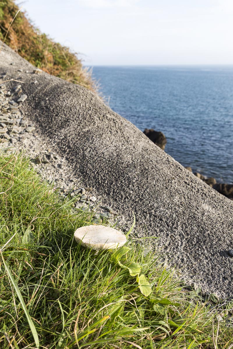 Lundy - Fungi Growing On The Coastline - September 15, 2016
