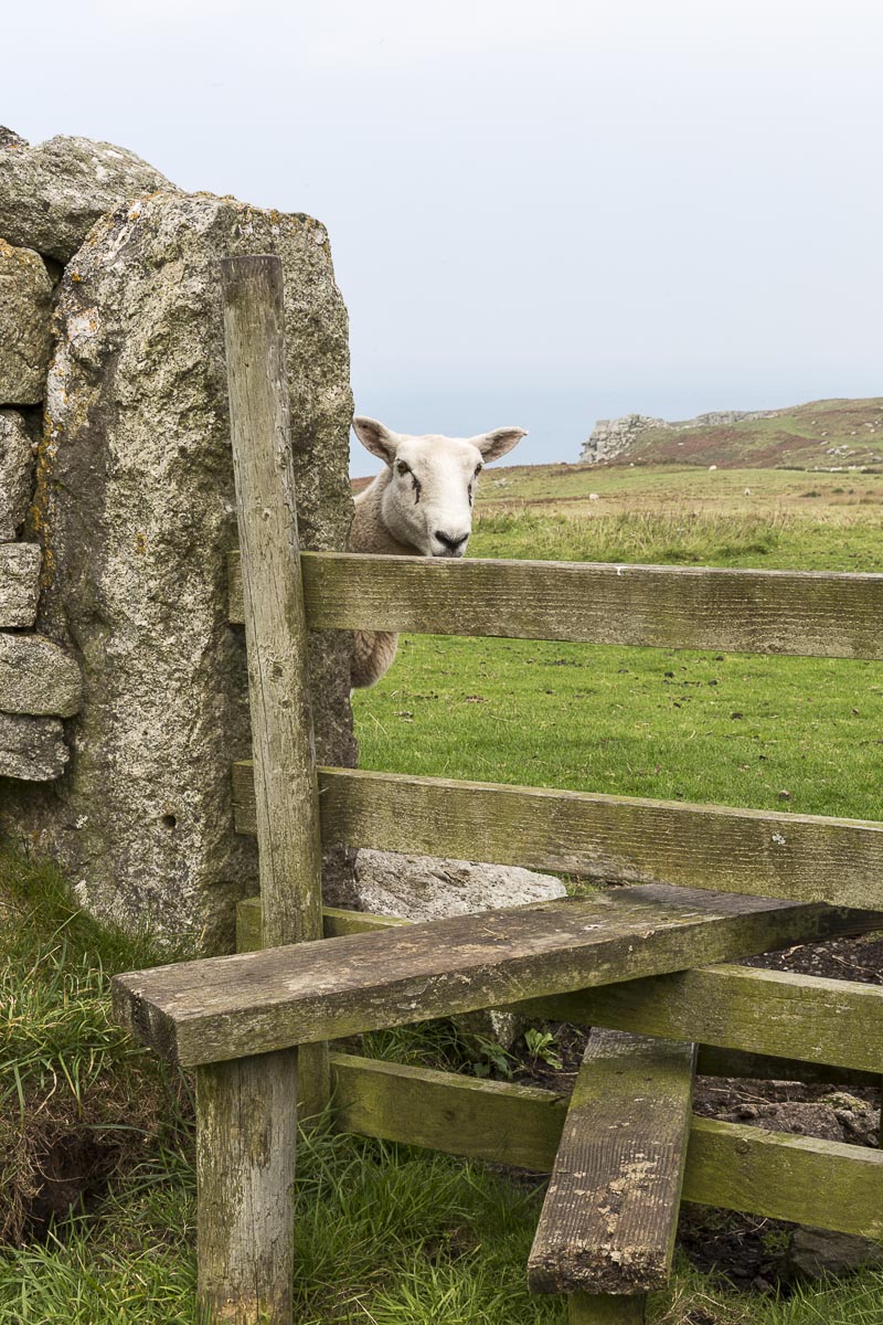 Lundy - Curious Ewe And Stile - September 14, 2016