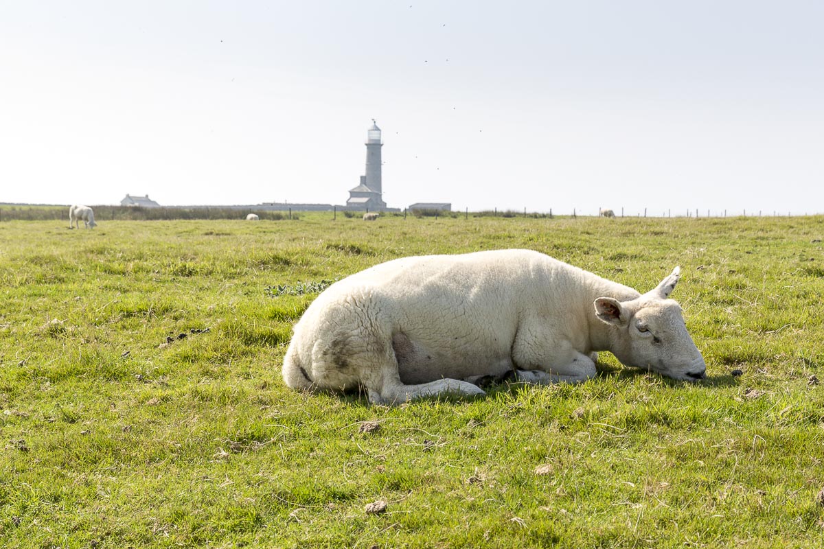 Lundy - Resting Ewe - September 14, 2016