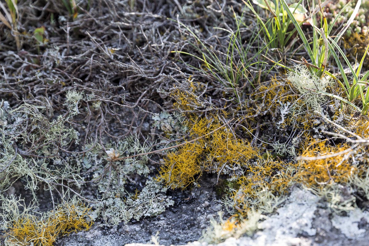 Lundy - The Rare Golden Hair Lichen - September 14, 2016