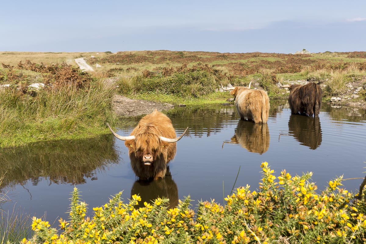 Lundy - Highland Cattle Cooling Off - September 14, 2016
