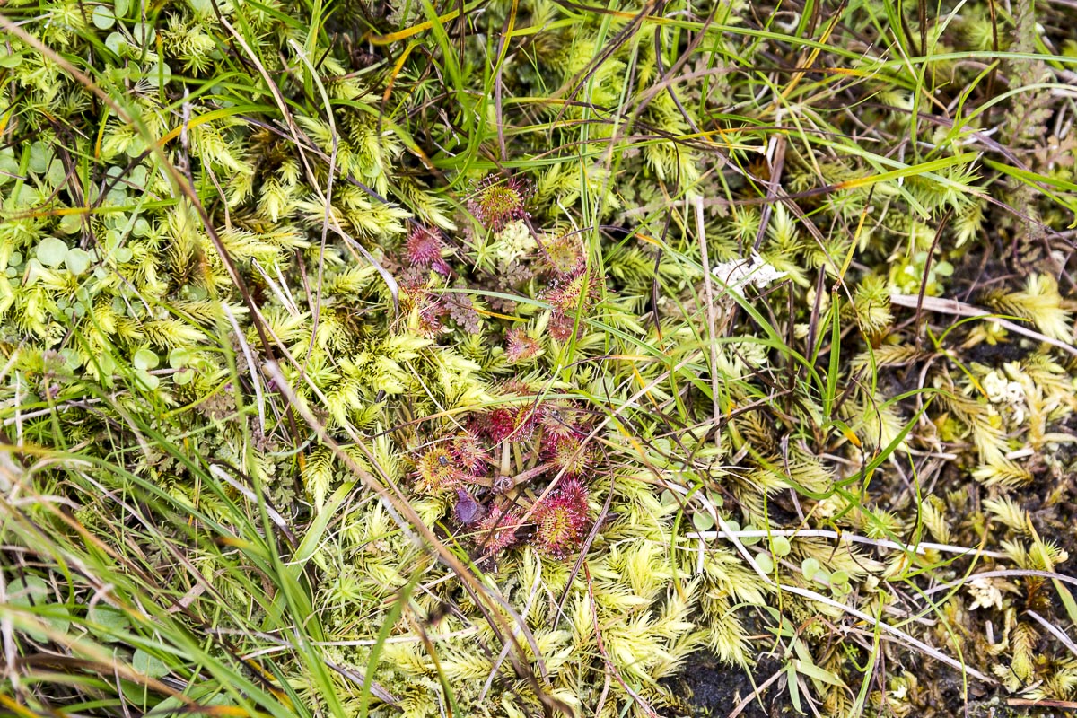 Lundy - Insectivorous Plants Growing In Quarry - September 16, 2016