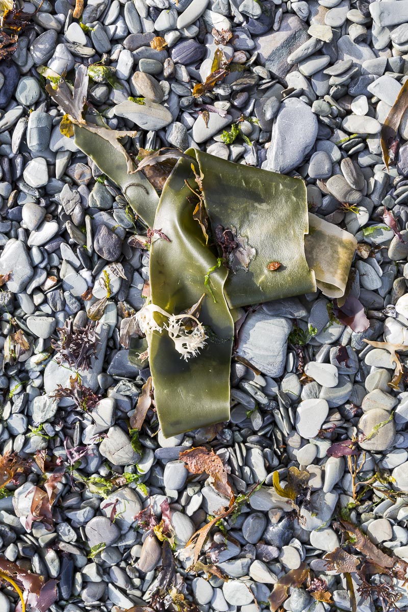 Lundy - Kelp On Beach - September 15, 2016