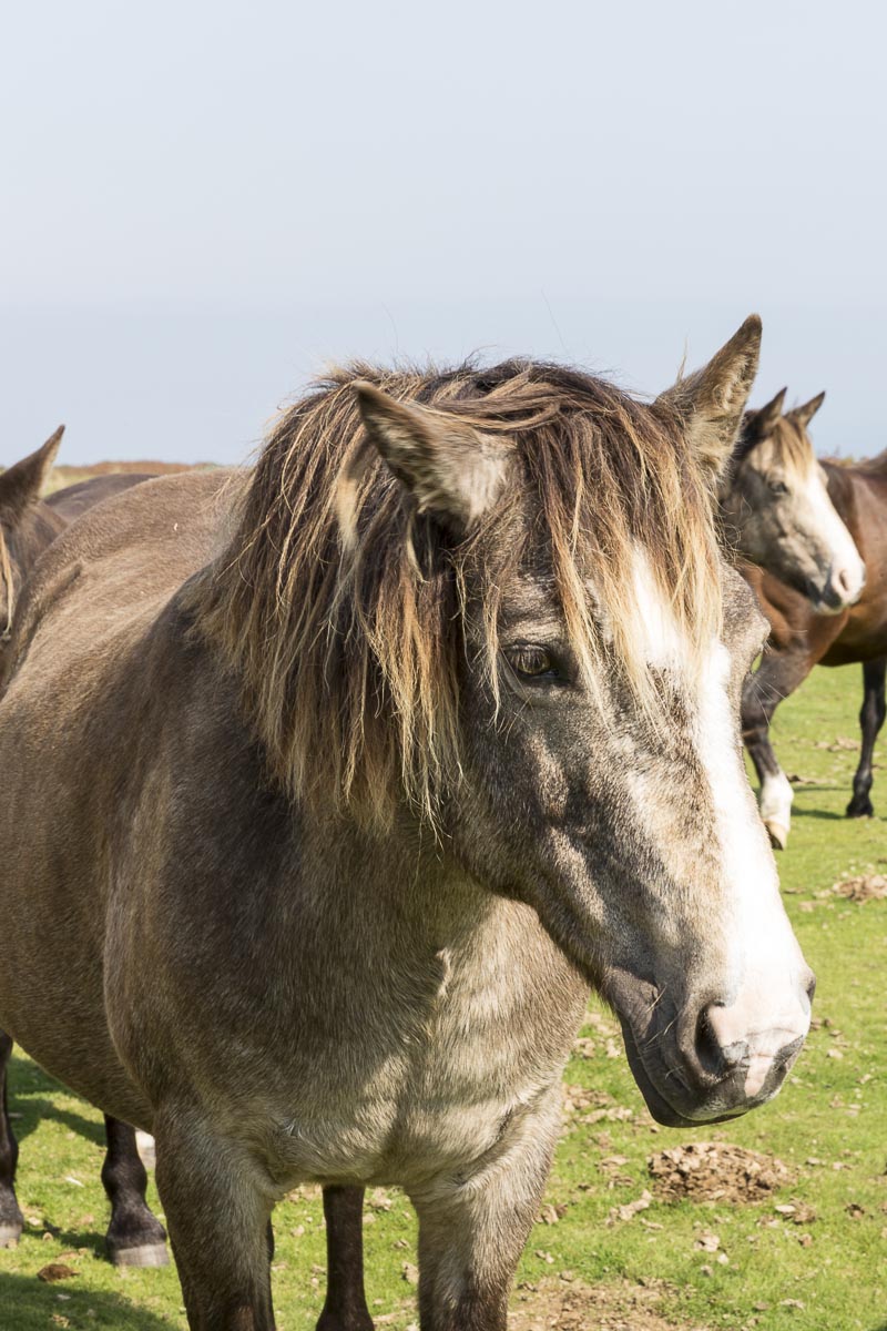 Lundy - One Of The Herd Of Wild Ponies Which Graze The Heathland - September 14, 2016