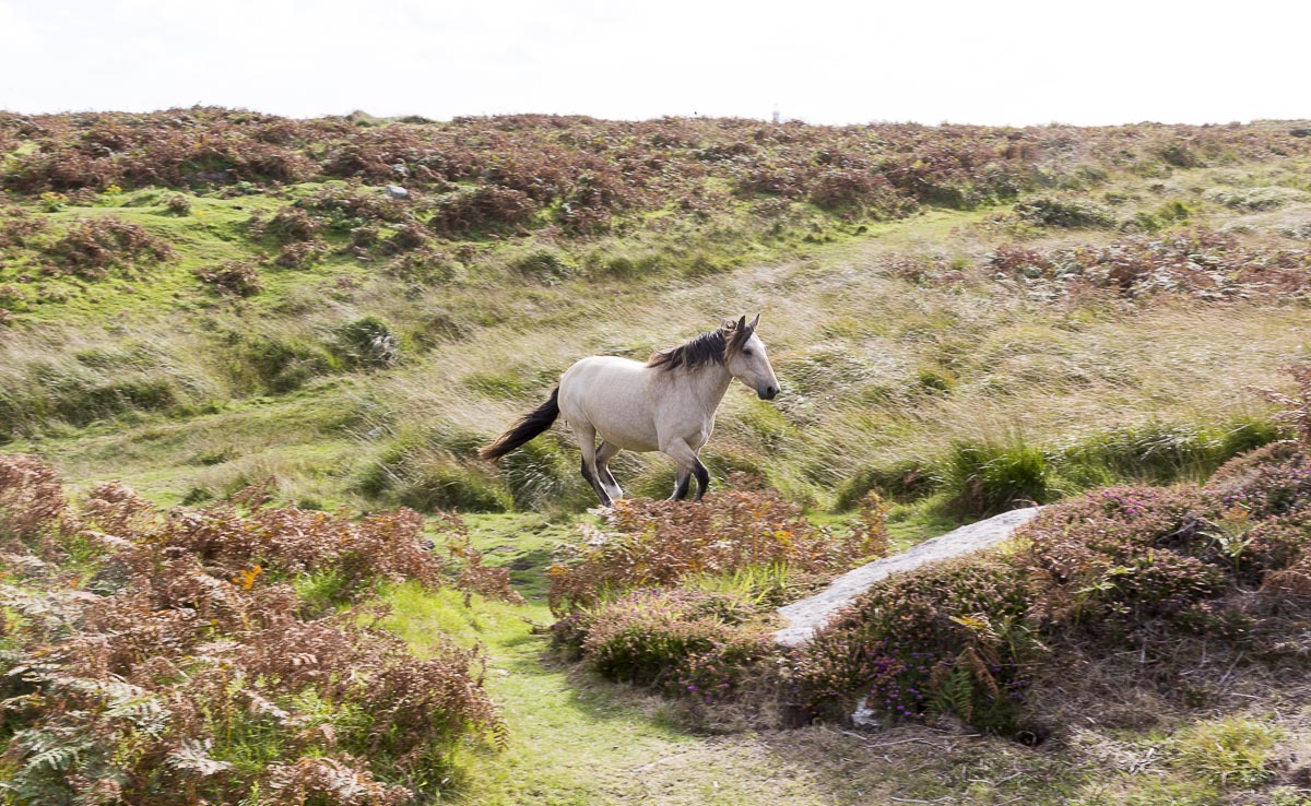 Lundy - Wild Pony Cantering Past - September 16, 2016