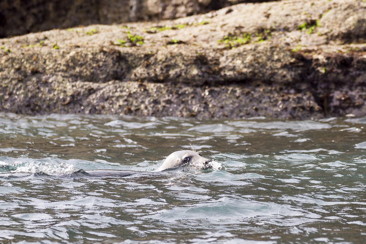 Lundy - Curious Grey Seal - September 15, 2016