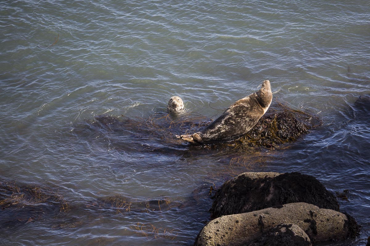 Lundy - Grey Seals Singing - September 16, 2016