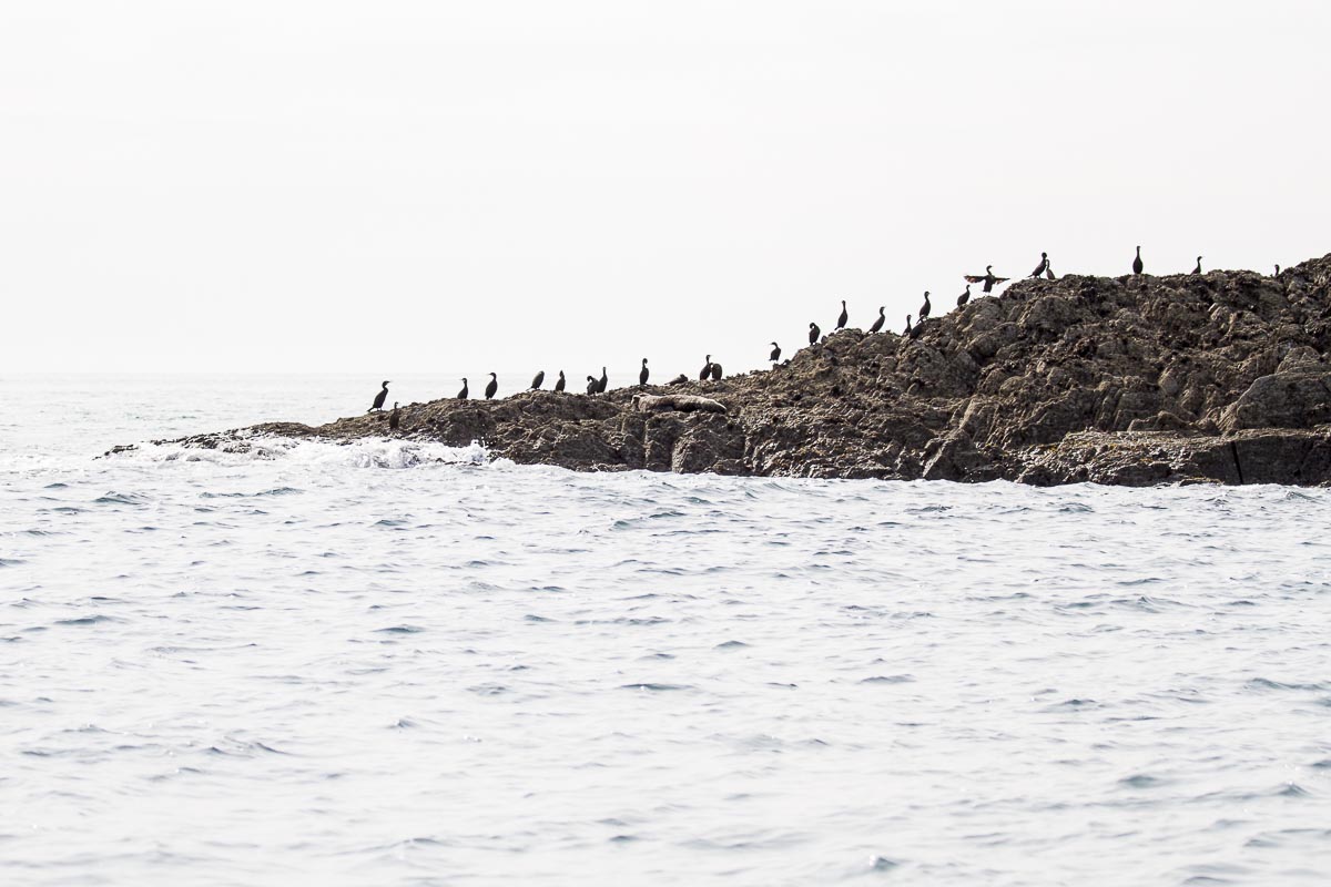 Lundy - Shags And Seal On Northern Rocks - September 15, 2016