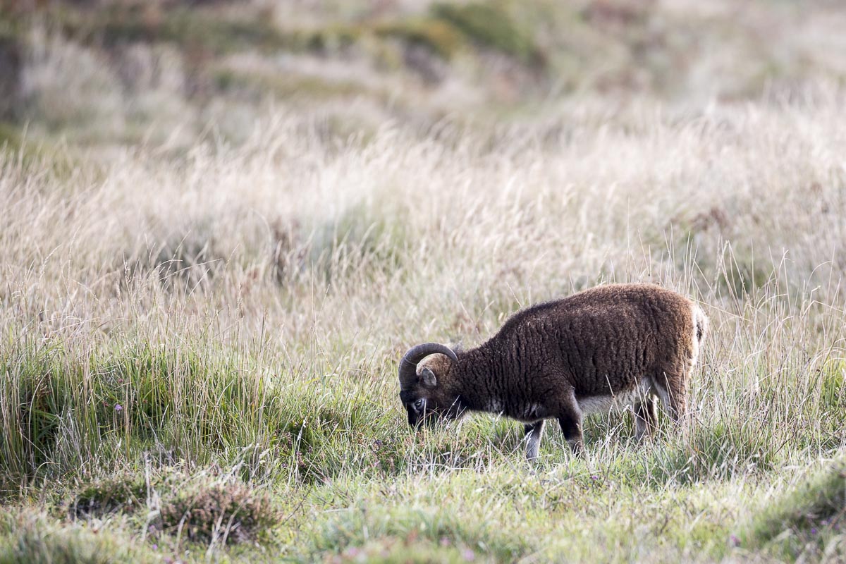 Lundy - Soay Ram - September 16, 2016