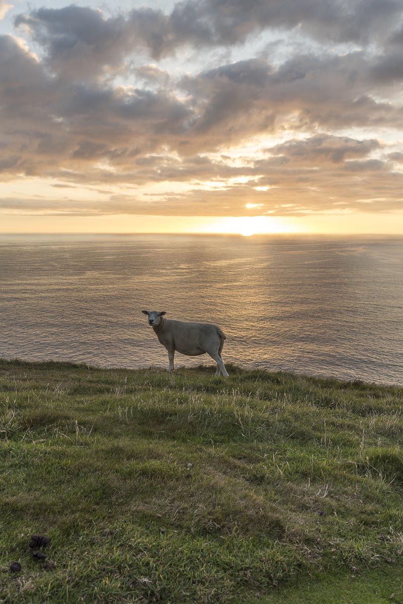 Lundy - Ewe And Sunset - September 14, 2016