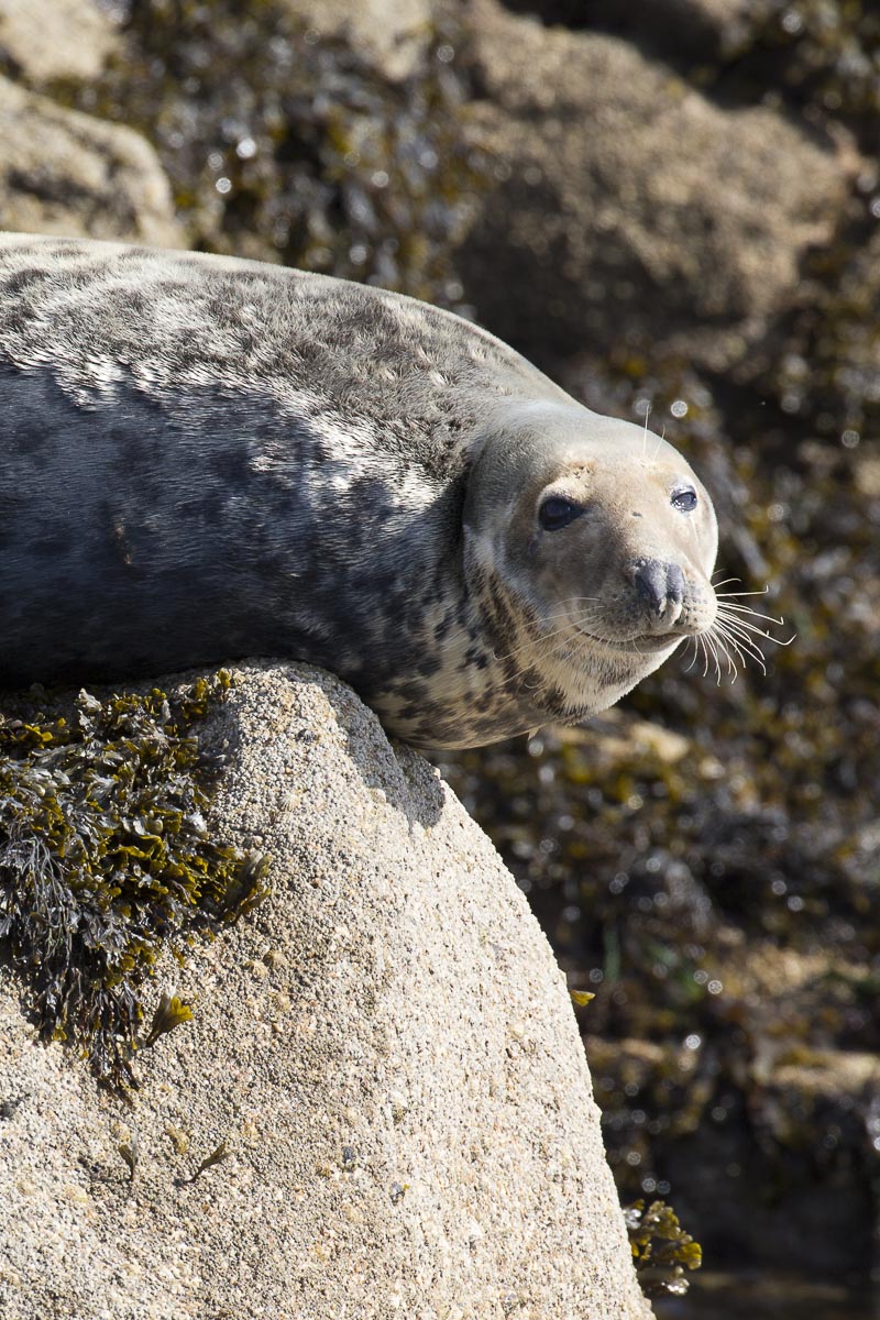 Isles Of Scilly - Eastern Isles - September 15, 2015