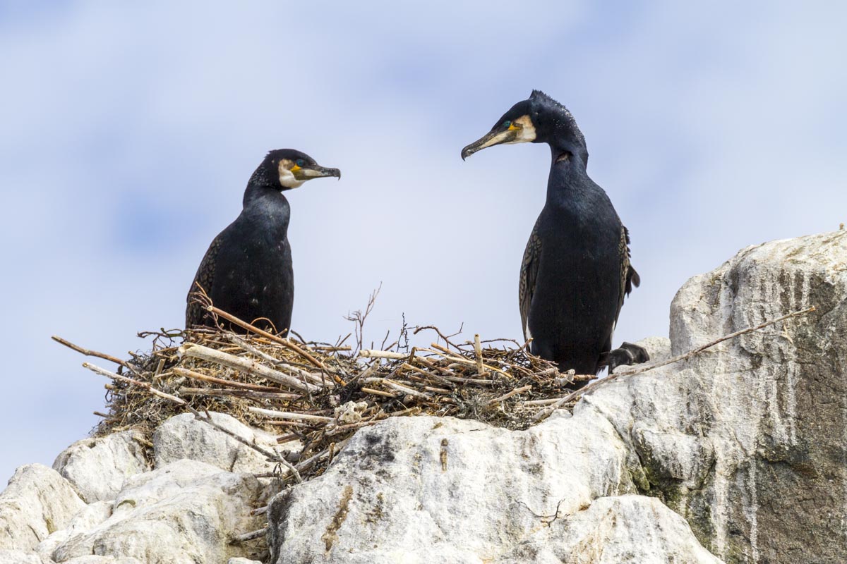 Norway – Senja and Vesteralen - Hamn Boat Trip - May 16, 2017