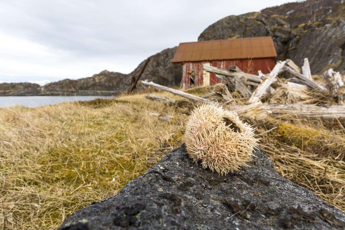 Norway – Senja and Vesteralen - Hamn - May 16, 2017