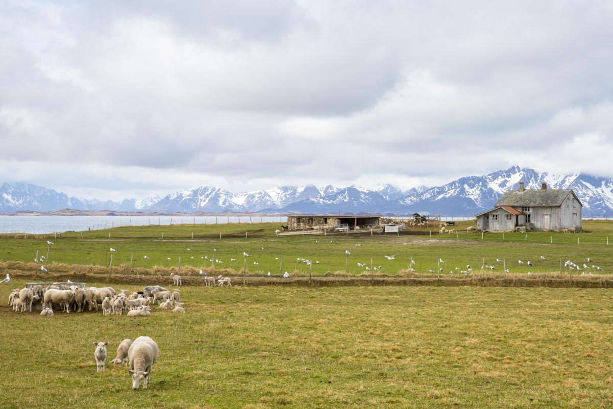 Norway – Senja and Vesteralen - Vesteralen - May 20, 2017