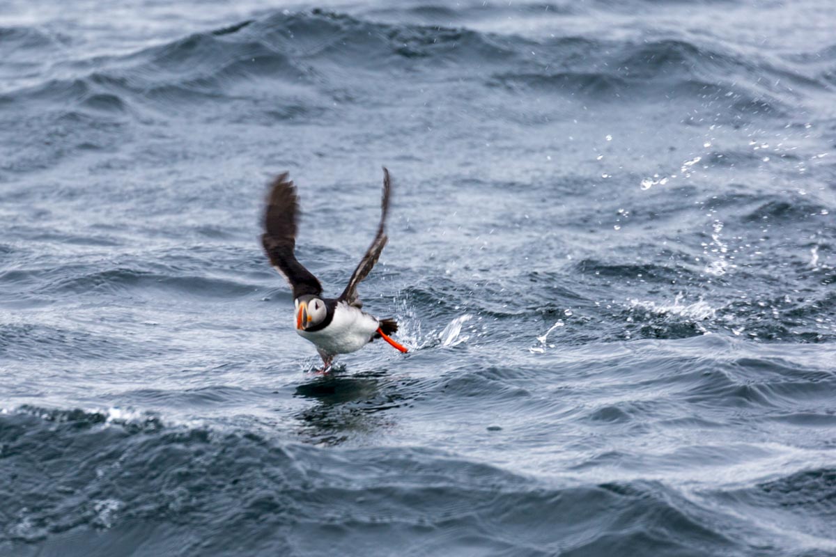 Norway – Senja and Vesteralen - Puffin Safari - Sea Eagle - May 20, 2017