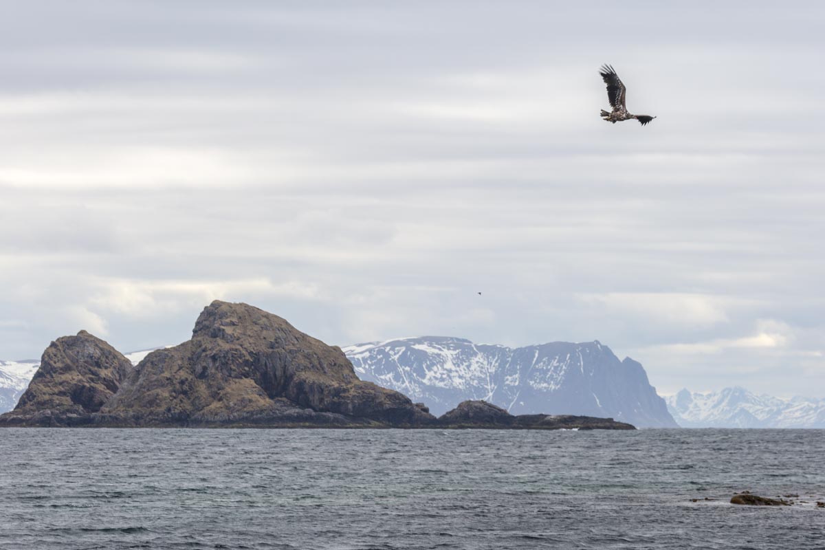 Norway – Senja and Vesteralen - Puffin Safari - Sea Eagle - May 20, 2017