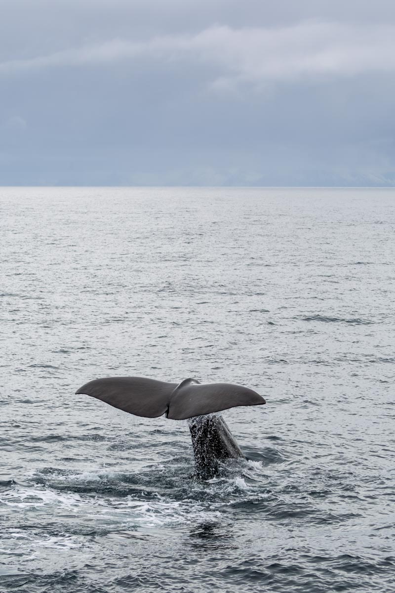 Norway – Senja and Vesteralen - Whale Watching - May 19, 2017