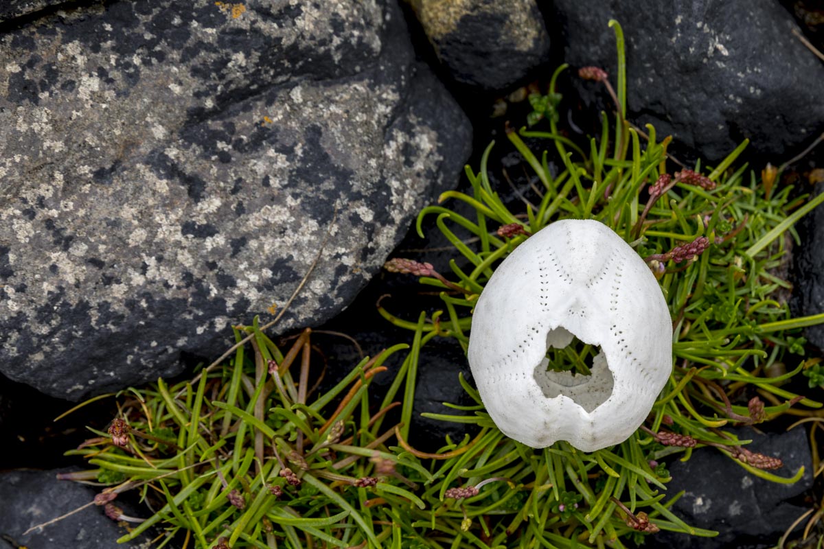 Western Isles Scotland - Isle Of Canna - June 12, 2017