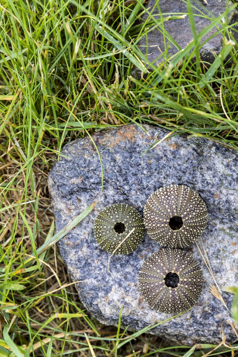 Western Isles Scotland - Isle Of Canna - June 12, 2017