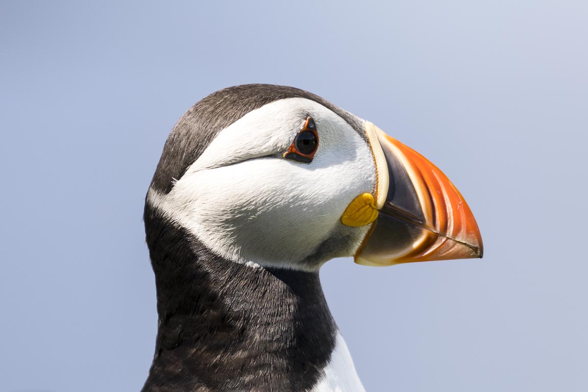 Western Isles Scotland - Lunga - Puffin - June 19, 2017