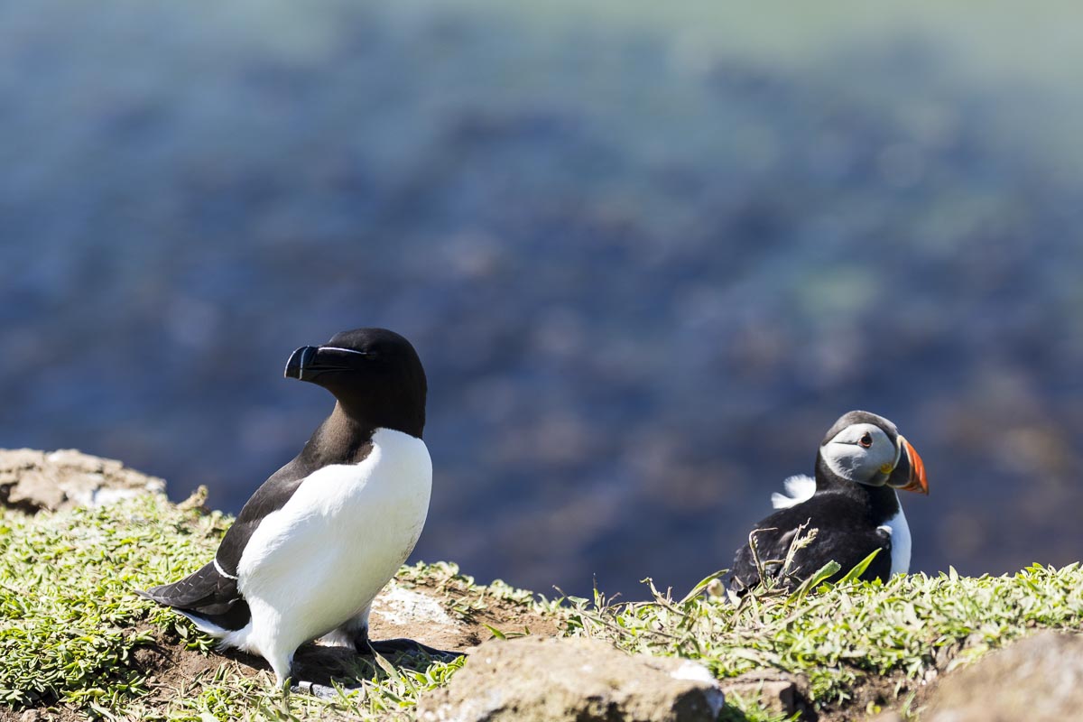 Western Isles Scotland - Lunga - Puffins, Razorbill - June 19, 2017