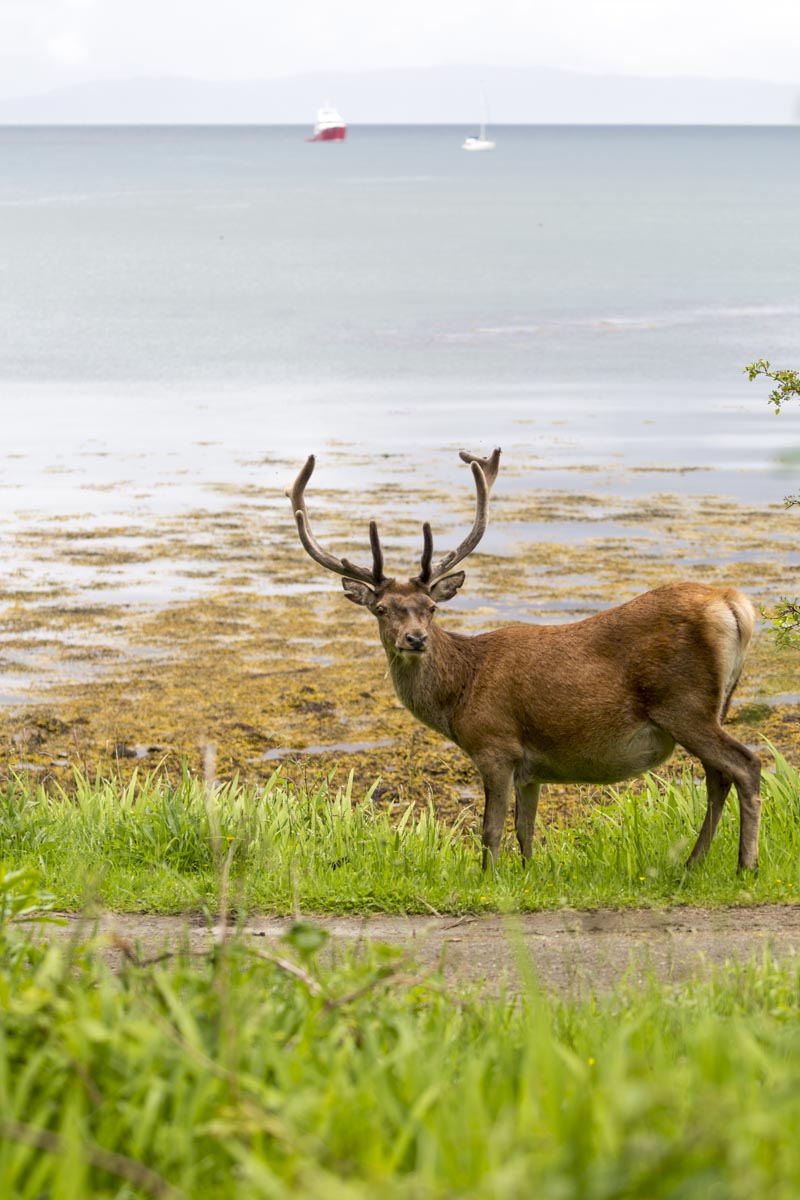 Western Isles Scotland - Rum - Stag - June 18, 2017
