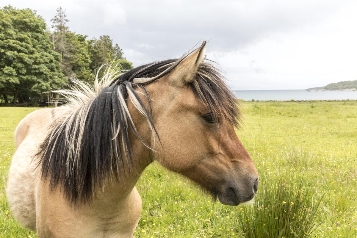 Western Isles Scotland - Rum - Ponies - June 18, 2017