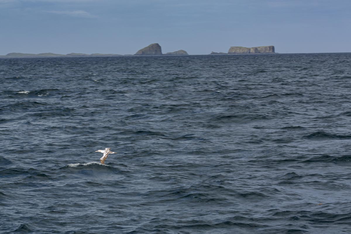 Western Isles Scotland - Gannet - June 15, 2017